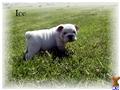 Bulldog