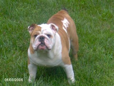 Stud Dogs in IN