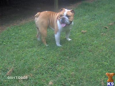 Stud Dog