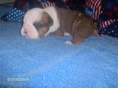 Puppies in IN
