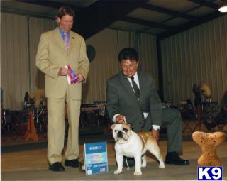 Stud Dogs - Bulldog