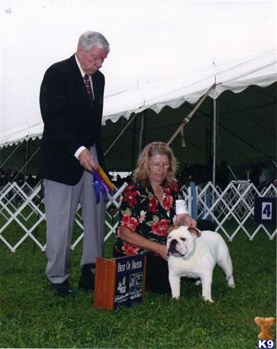 Stud Dogs - Bulldog