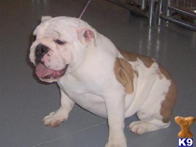 Dogs for Sale in IN