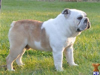 Stud Dogs - Bulldog