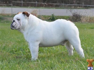 Stud Dogs - Bulldog