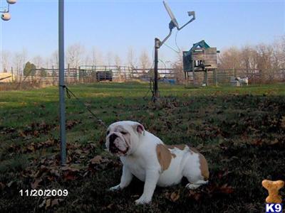 Dogs for Sale in IN