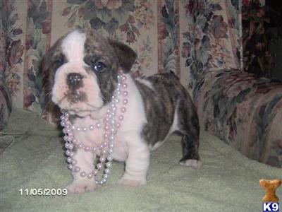 Bulldog Puppies for Sale