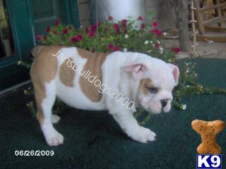 Puppies in IN