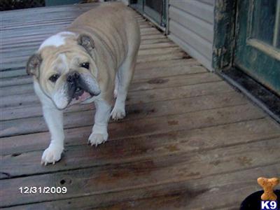 Dogs for Sale in IN