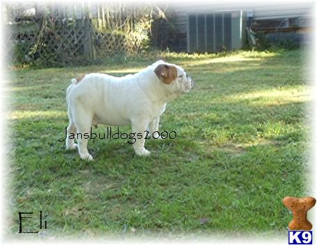 Stud Dogs in IN