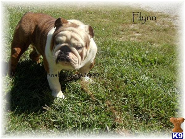 Stud Dogs in IN