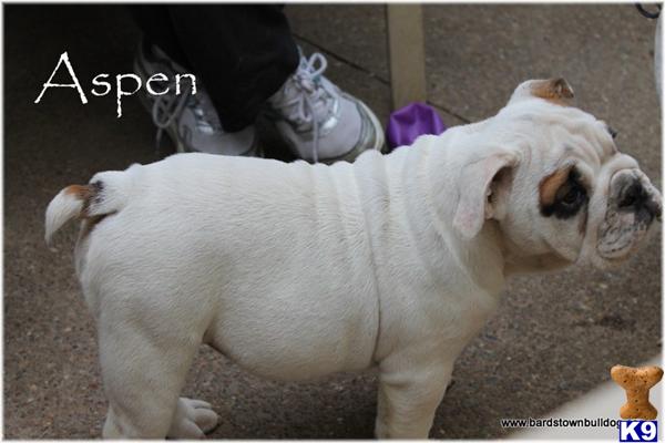 Puppies in Deputy