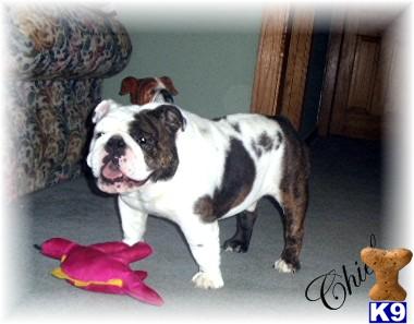 Stud Dogs - Bulldog
