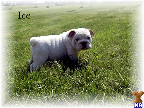 Puppies in IN
