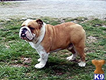Stud Dogs - Bulldog