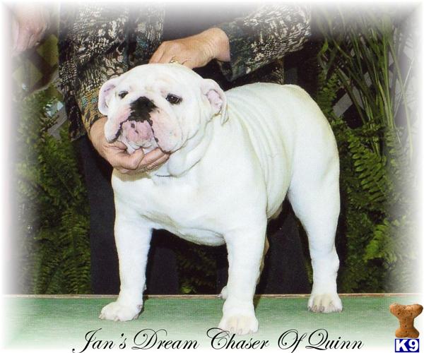 Stud Dogs - Bulldog