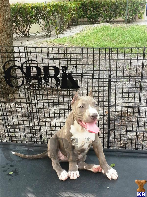 Puppies in FL
