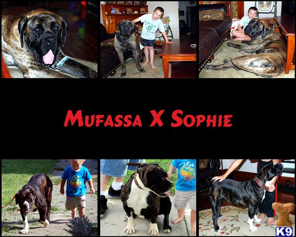 American Bandogge Mastiff Puppies
