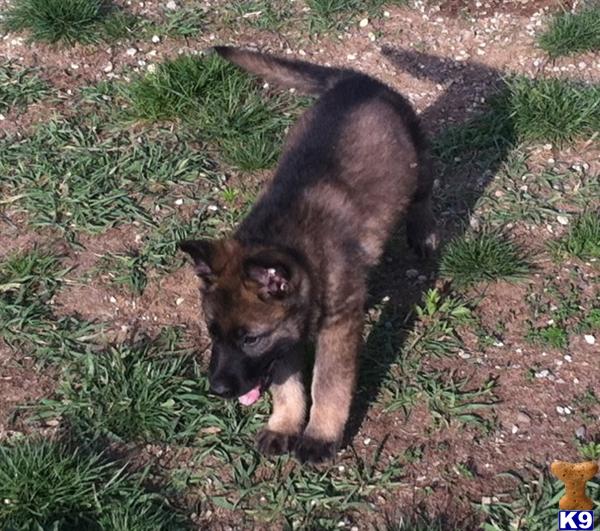Puppies in IN