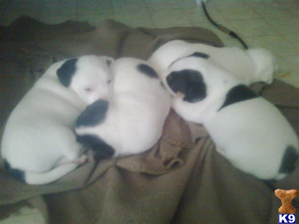 Puppies in Temecula