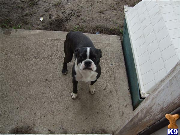 Dogs - Boston Terrier