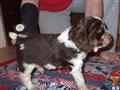 English Springer Spaniel