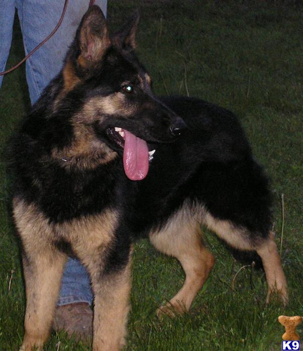 Dogs for Sale in KS