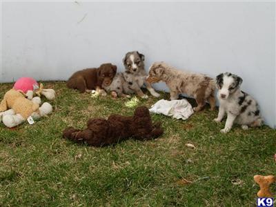 Miniature Australian Shepherd Puppies for Sale