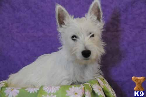 West Highland White Terrier Puppies
