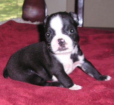 Boston Terrier Puppies in TX
