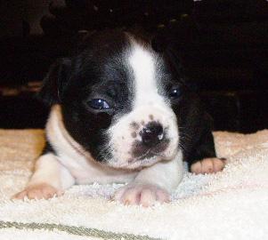 Boston Terrier Puppies in TX