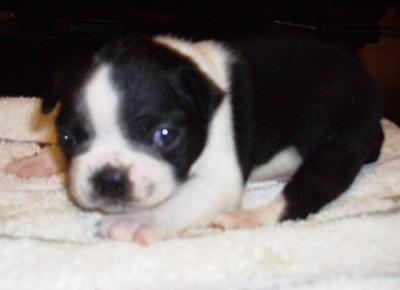 Boston Terrier Puppies in TX