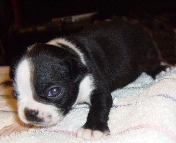 Boston Terrier Puppies in TX