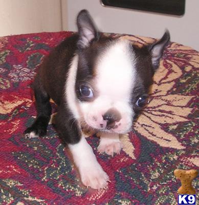 Boston Terrier Puppies in TX
