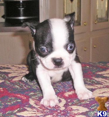 Boston Terrier Puppies in TX