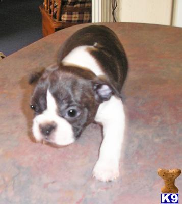 Boston Terrier Puppies for Sale