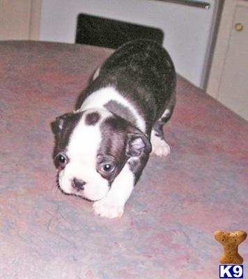 Boston Terrier Puppies for Sale