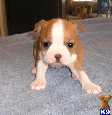 Boston Terrier Puppies for Sale