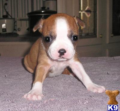 Boston Terrier Puppies for Sale