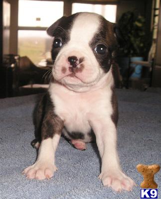 Boston Terrier Puppies for Sale