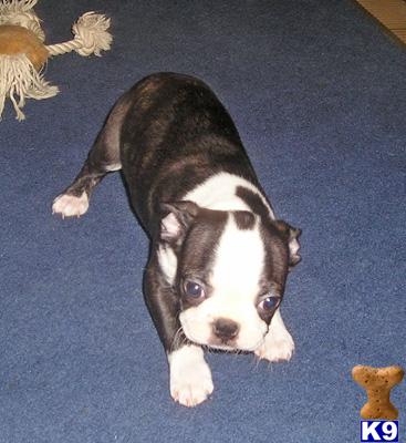 Boston Terrier Puppies in TX