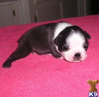 Boston Terrier Puppies for Sale