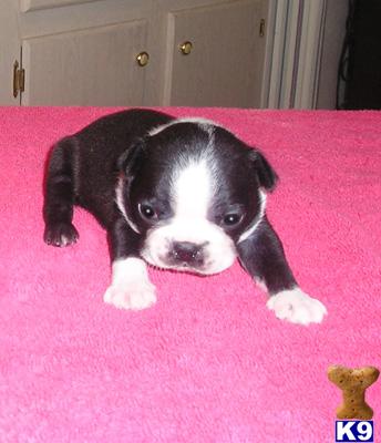 Boston Terrier Puppies for Sale