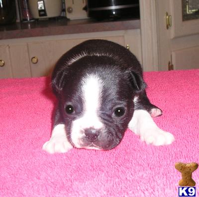 Boston Terrier Puppies for Sale