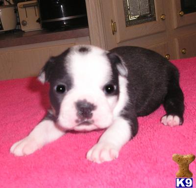 Boston Terrier Puppies for Sale