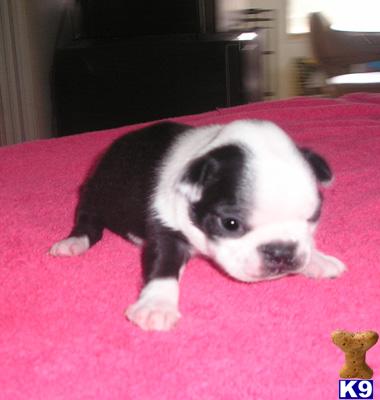 Boston Terrier Puppies for Sale