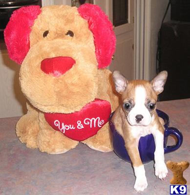 Boston Terrier Puppies in TX
