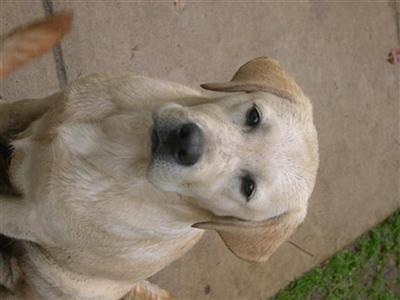 Dogs for Sale in MD
