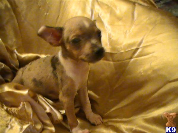 Puppies in Conroe