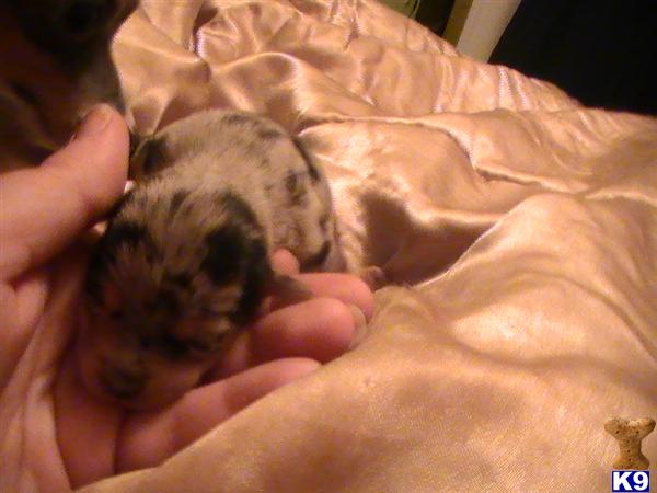 Puppies in Conroe